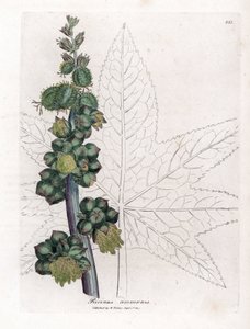 Ricinus communis da James Sowerby