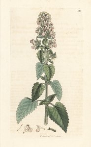 Nepeta cataria (cataire). Incisione a mano colorata su rame da un
