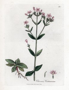 Centauro, Chironia centaurium da James Sowerby