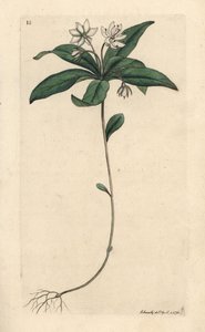 Trientale europea, Lysimachia europaea da James Sowerby