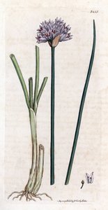 Allium schoenoprasum. Incisione a mano colorata su rame da un