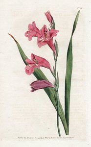 Glaieul Comune - Litografia di James Sowerby (1757-1822), dal Botanical Magazine di William Curtis (1746-1799) da James Sowerby