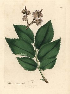 Olmo comune, Ulmus campestris da James Sowerby