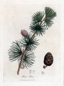 Larice europeo, Larix decidua da James Sowerby