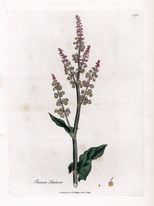 Acetosa comune, Rumex acetosa. Incisione a mano colorata da un