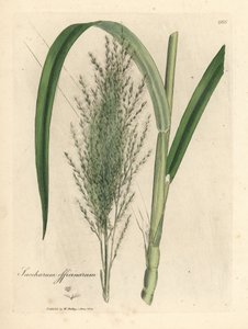 Canna da zucchero comune, Saccharum officinarum da James Sowerby