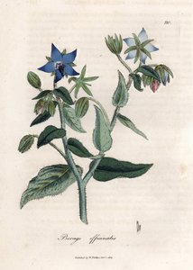 Borragine compendiale da James Sowerby