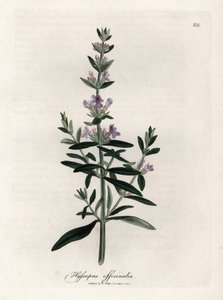 Issopo compendiale. Incisione a mano colorata su rame da un disegno di James Sowerby (1757-1822), in Botanique Medicinale da James Sowerby