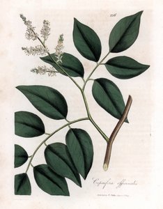 Copaiva - Copaifera officinalis. Incisione a mano colorata da un