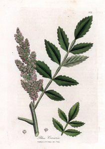 Sommacco dei conciatori, Rhus coriaria. Incisione a mano colorata da un