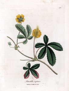 Potentilla reptans. Incisione a mano colorata su rame da un