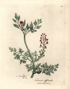 Fumaria a fiori cremisi, Fumaria officinalis