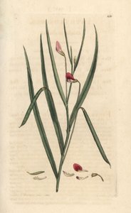 Veccia rossa, Lathyrus nissolia. Incisione a mano colorata su rame da un