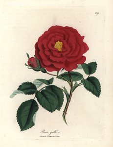 Rosa gallica cremisi da James Sowerby