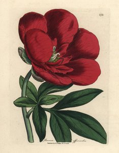 Peonia cremisi, Paeonia officinalis da James Sowerby
