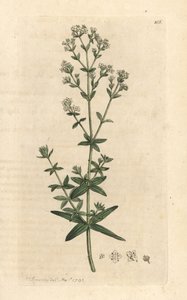 Galium boreale da James Sowerby