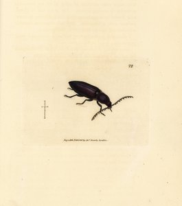 Scarabeo Ctenicera cuprea. Incisione a mano colorata a rame di James Sowerby da The British Miscellany, o Figure colorate di soggetti animali nuovi, rari o poco conosciuti