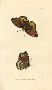 Fritillaria verde scuro Argynnis aglaia da James Sowerby