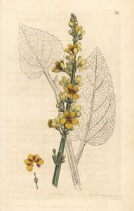Verbasco scuro, Verbasum nigrum. Incisione a mano colorata da un