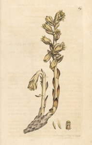Monotropa hypopitys da James Sowerby