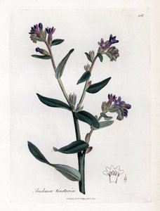 Bugloss tintoria, Anchusa tinctoria da James Sowerby