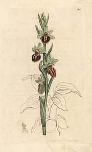 Orchidea ragno precoce, Ophrys sphegodes. Incisione a mano colorata da un