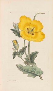 Botanica inglese, 1790-1800 da James Sowerby