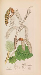 Botanica Inglese da James Sowerby