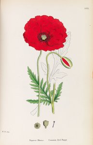 Botanica inglese, 1790-1800