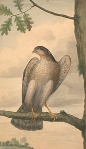 Sparviero eurasiatico da James Sowerby