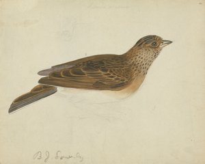 Allodola eurasiatica