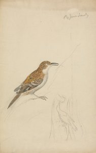 Rampichino eurasiatico da James Sowerby