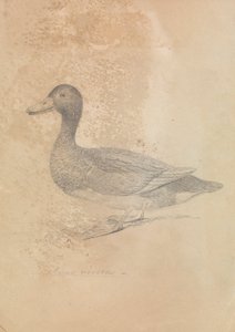 Anatra Ferruginosa da James Sowerby