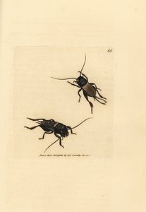 Grillo campestre, Gryllus campestris (Accheta campestris). Incisione a mano colorata da James Sowerby da The British Miscellany, o figure colorate di soggetti animali nuovi, rari o poco conosciuti. da James Sowerby