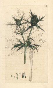 Eryngium campestre