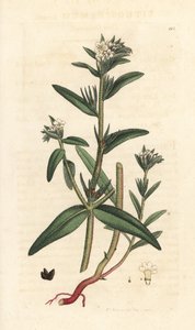 Buglossoides arvensis da James Sowerby
