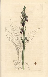 Ophrys insectifera da James Sowerby