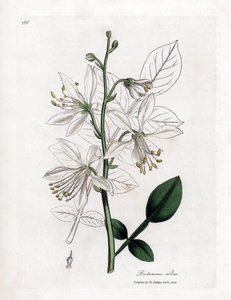 Fraxinella bianca o dittamo bastardo, Dictamnus albus. Incisione a mano colorata da un