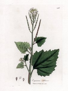 Alliaria petiolata. Incisione a mano colorata da un
