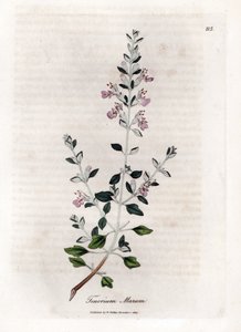 Timo dei gatti - Teucrium marum. Incisione a mano colorata su rame da un