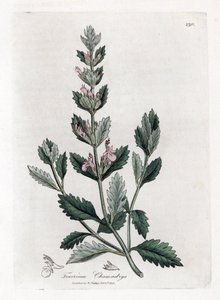 Camedrio comune, Teucrium chamaedrys. Incisione a mano colorata da un