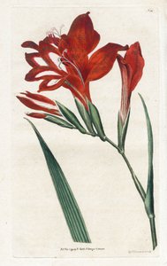 Gladiolo cardinale da James Sowerby