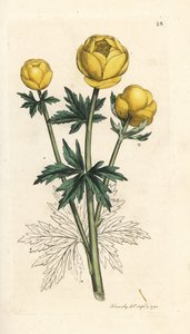 Trollius europaeus. Incisione a mano colorata su rame da un