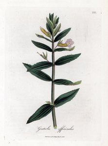 Gratiola officinalis. Incisione a mano colorata su rame da un