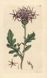 Centaurea scabiosa da James Sowerby