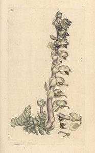 Toothwort maggiore, Lathraea squamaria. Incisione a mano colorata su rame da un