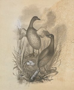 Svassi da James Sowerby