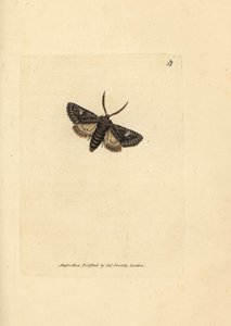 Falena verde punteggiata, Valeria oleagina da James Sowerby