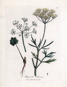 Anice verde, Pimpinella anisum da James Sowerby