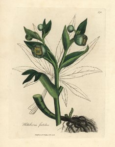 Elleboro fetido a fiori verdi, Helleborus foetidus da James Sowerby